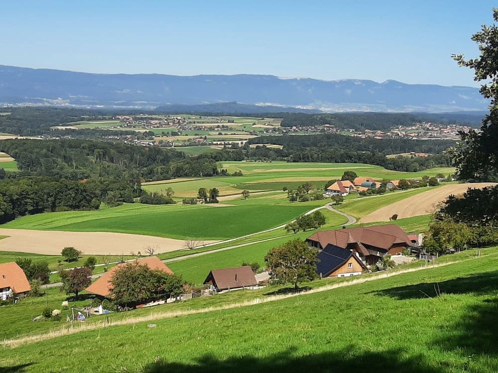 Frienisberg-Schüpfen *