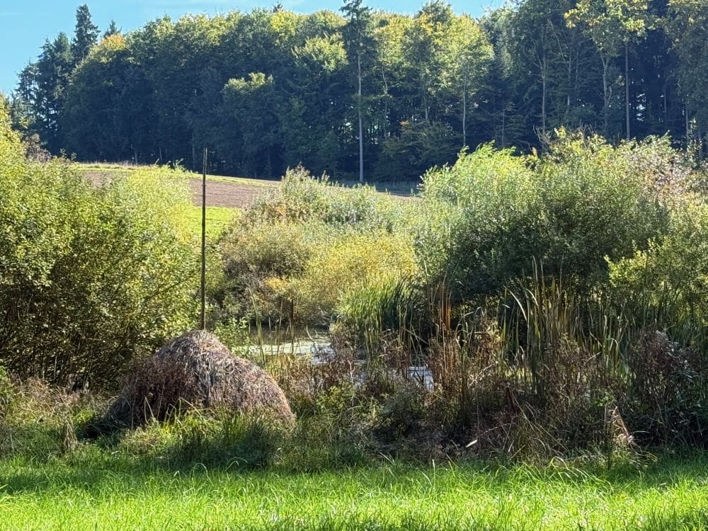Wanderung durch das Düdinger-Moos – Freiburg *+
