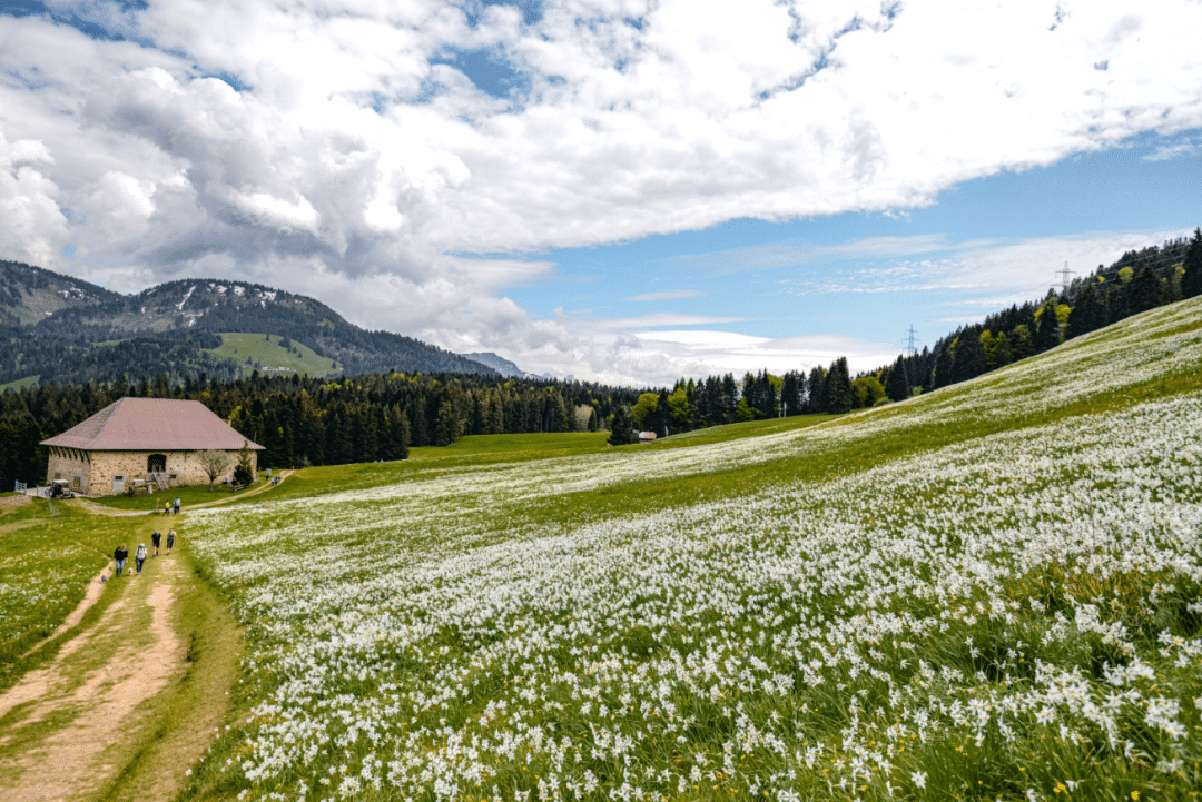 Der weisse Mai-Schnee in den Hügeln von les Pléiades ***