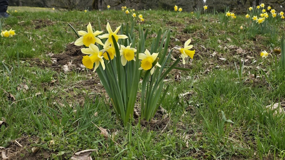 Grandiose Kulisse im Neuenburger Jura ***